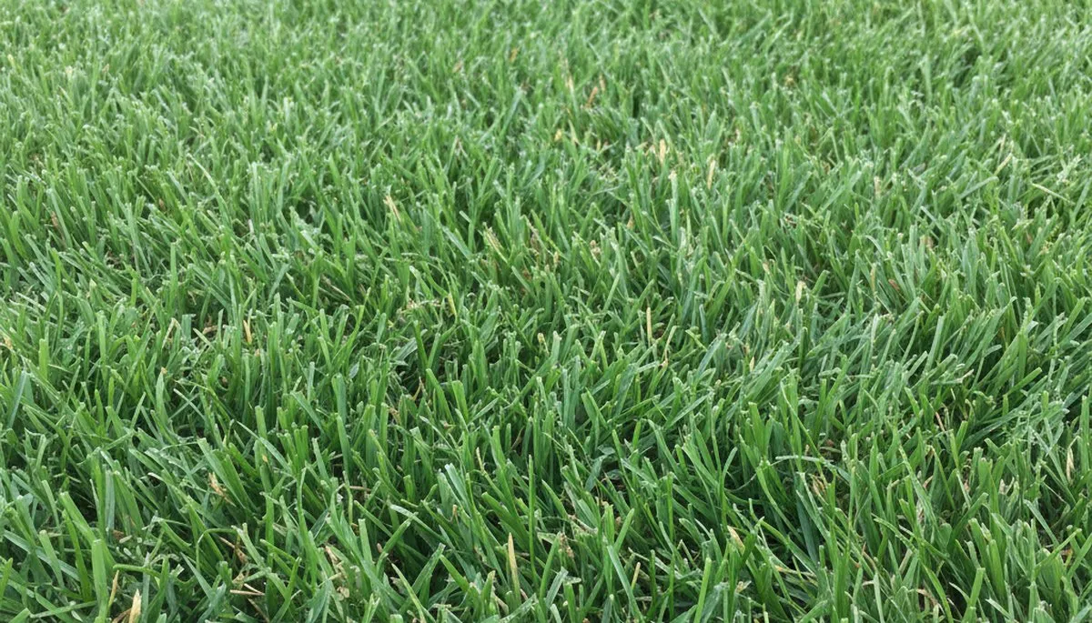 Close-up of freshly mowed grass showing precision lawn care in West Palm Beach, FL by Chop Chop Landscaping